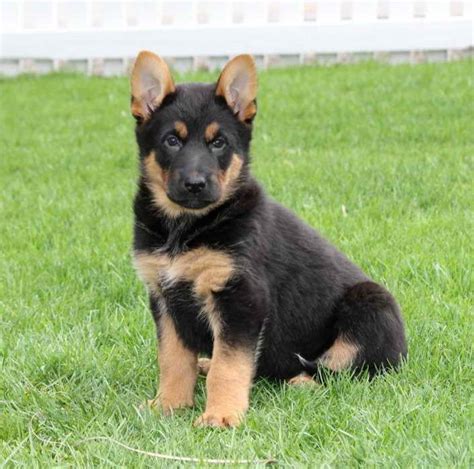 Encontr&225; en Puppis los mejores productos y servicios para mascotas. . German shepherd puppies for sale craigslist